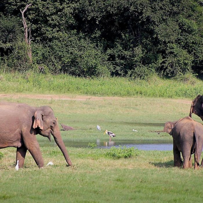 elephants-g6189b0607_1920_7_11zon